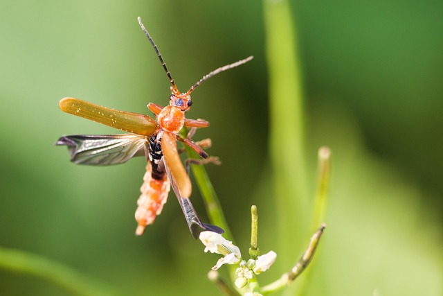 Nesting birds fed soft insects