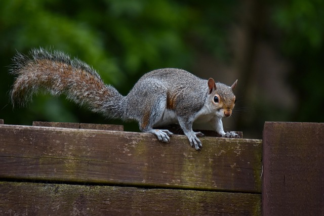 Squirrel-Proof Bird Feeders London: Keep Costs Low, Enjoy Peace of Mind