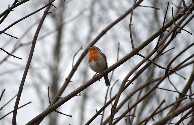 Feeding Robins: Mealworms and Suet for a Healthy Diet