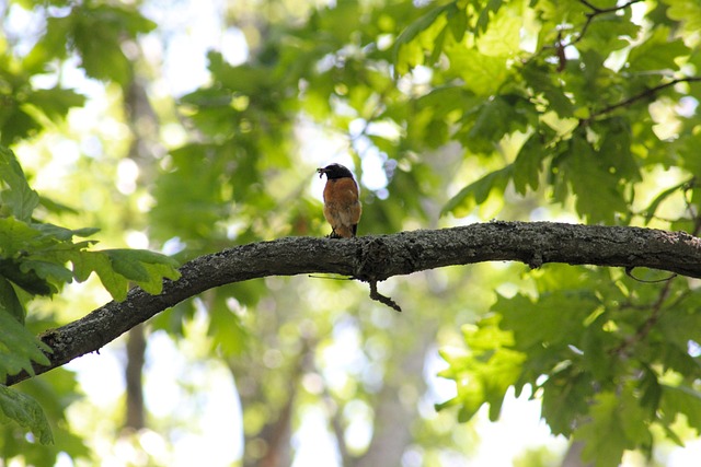 Affordable Bird Food Mix: Guide to Balanced, Online Buying