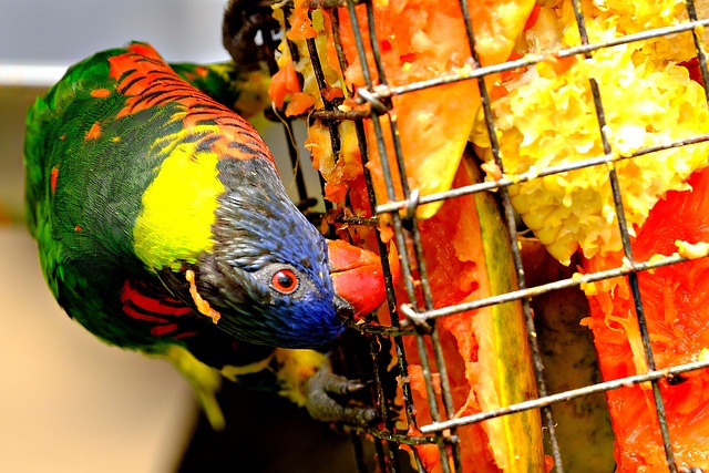 Enhance Bird Feeding with Suet Ball Feeder Guide