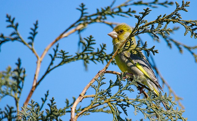 Wild Bird