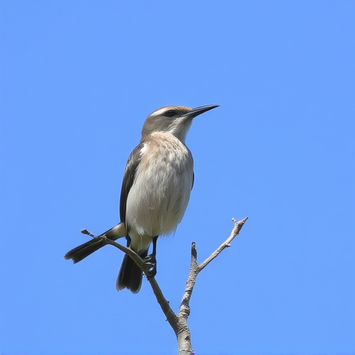 Wild Bird