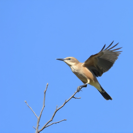Wild Bird