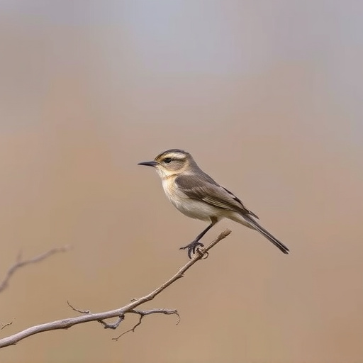 Wild Bird