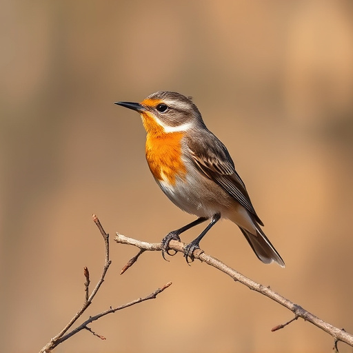 Wild Bird