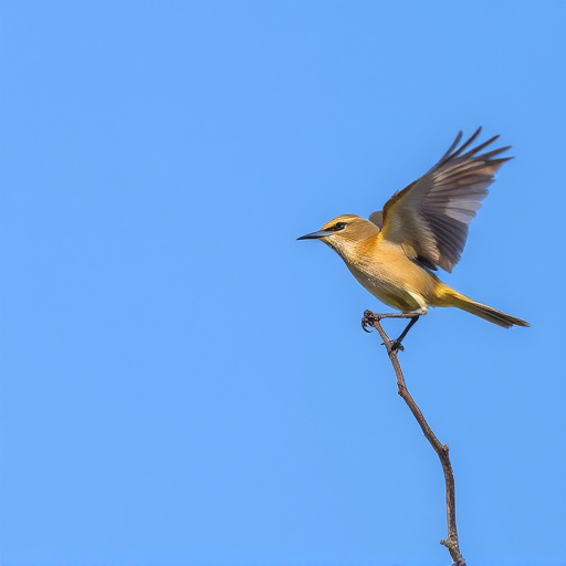 Wild Bird
