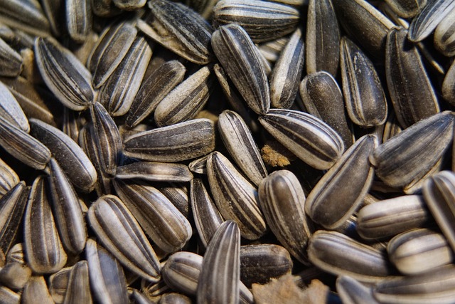 Bird food subscription with promotional offer