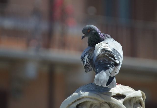 Elevated feeder with pigeon deterrent baffle