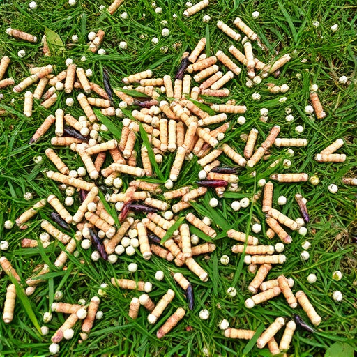 Mixed seeds scattered on garden lawn