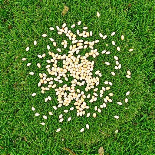 Mixed seeds scattered on garden lawn