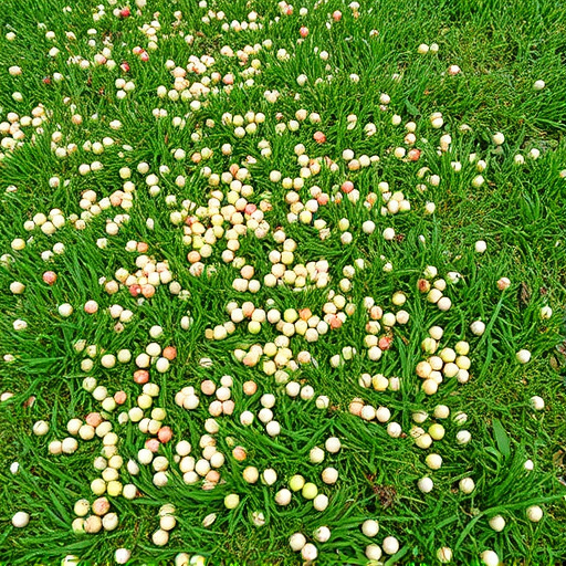 Mixed seeds scattered on garden lawn