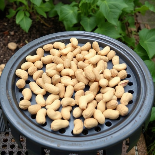 Peanuts scattered on garden feeding tray