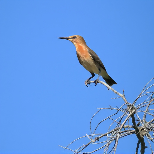 Wild Bird