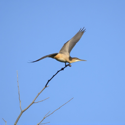 Wild Bird
