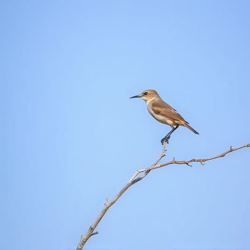 Wild Bird