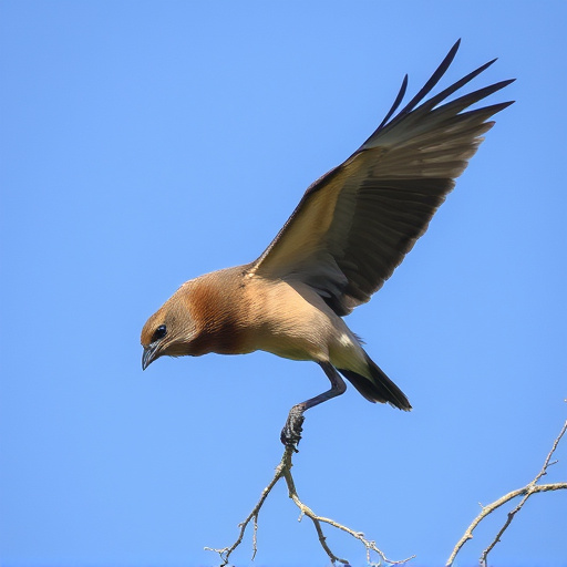Wild Bird