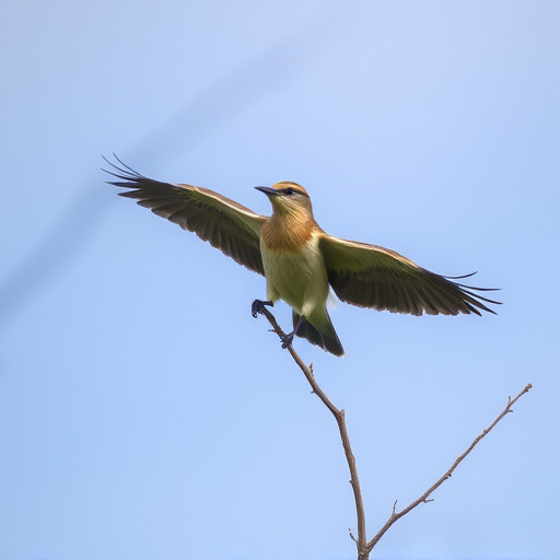 Wild Bird