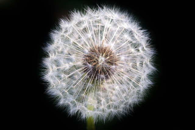 Add-to-basket screen with seed varieties