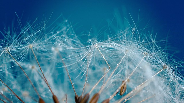 Add-to-basket screen with seed varieties