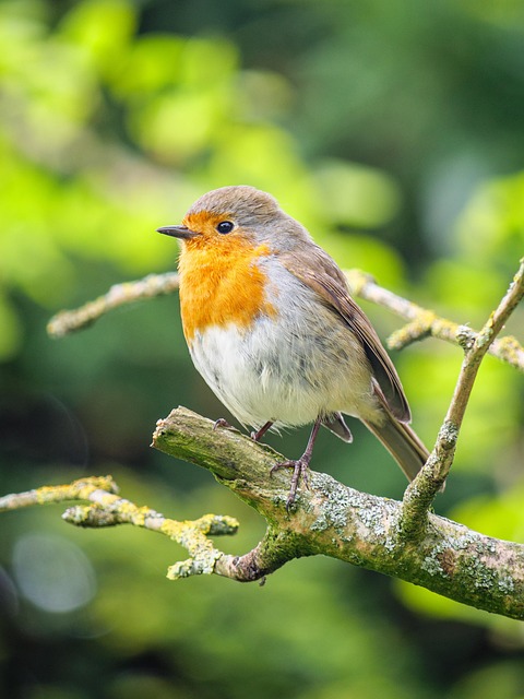 Adult robin perched on mossy branch
