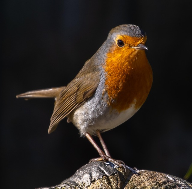 Adult robin perched on mossy branch