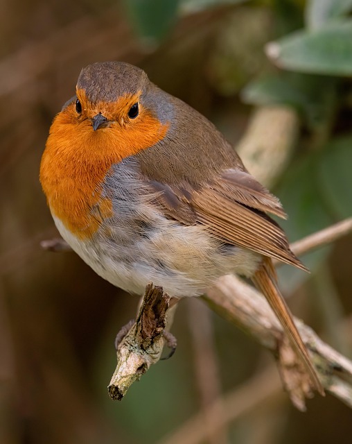 Adult robin perched on mossy branch