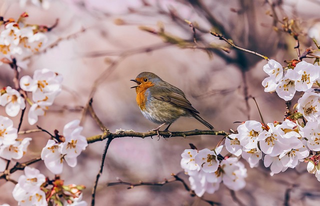 Adult robin perched on mossy branch
