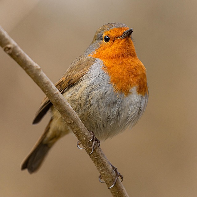 Adult robin perched on mossy branch