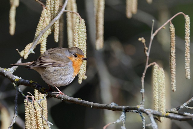 Adult robin perched on mossy branch