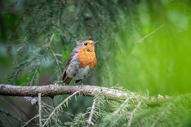 Adult robin perched on mossy branch