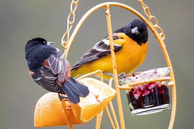 Affordable squirrel-resistant bird feeder hanging