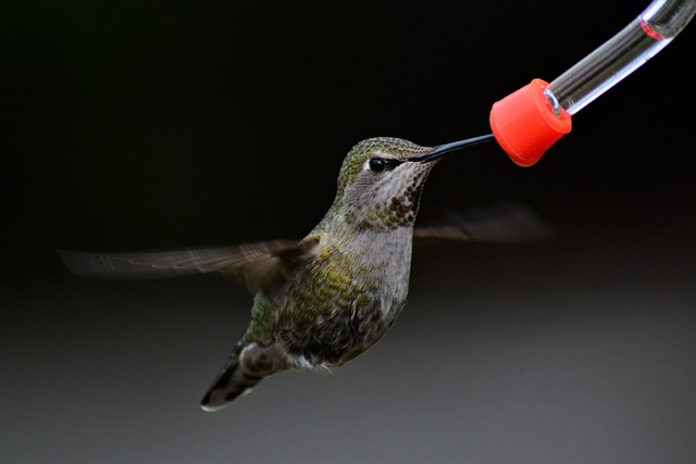Assorted seeds in feeder for wild birds