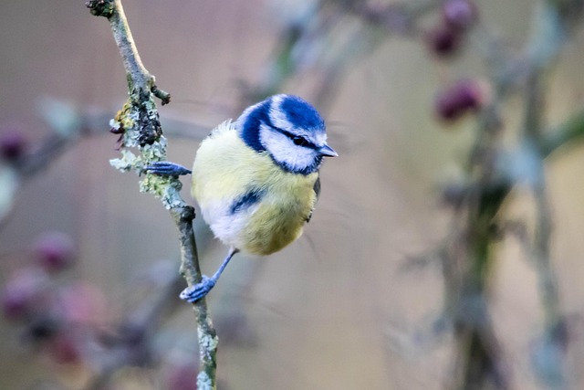 Assorted top-rated bird seed mixes UK