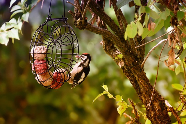 Assorted UK bird feed on webpage