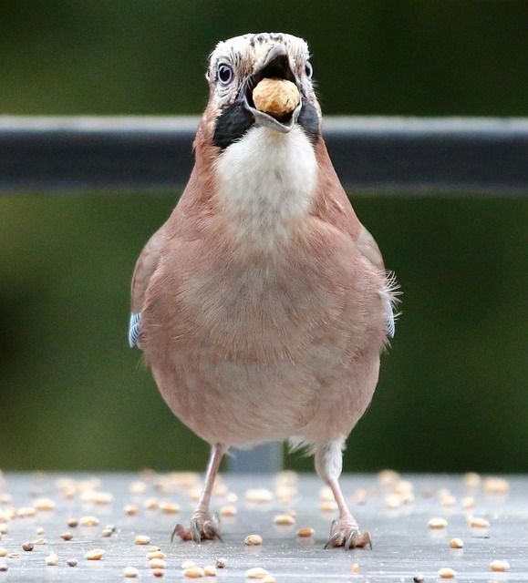 Bag of peanuts for wild birds