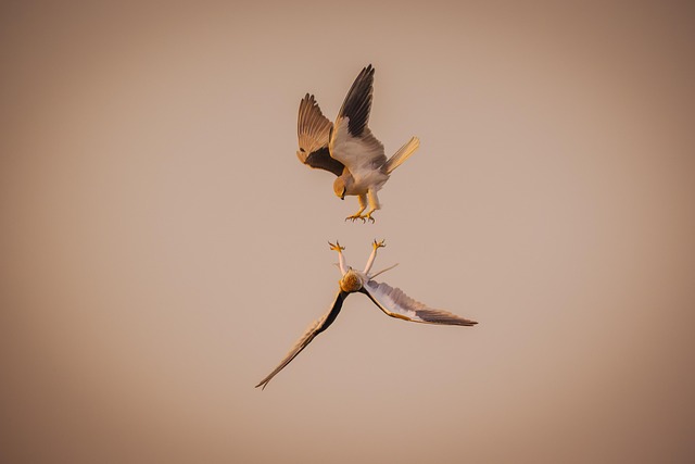 Bag of peanuts for wild birds