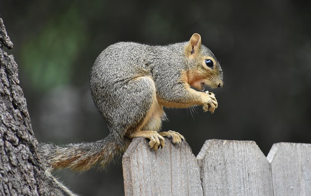 Bag of peanuts for wild birds