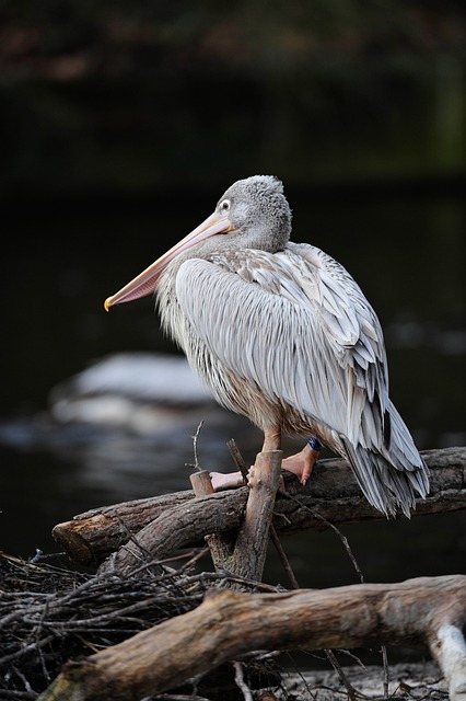 Bag of premium peanuts for wild birds