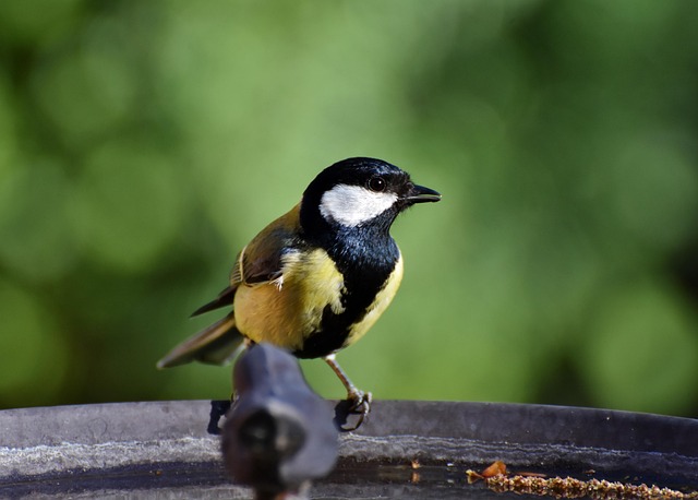 Bird bath beside bird feeder station
