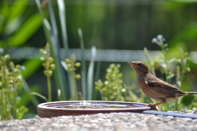 Bird bath beside bird feeder station
