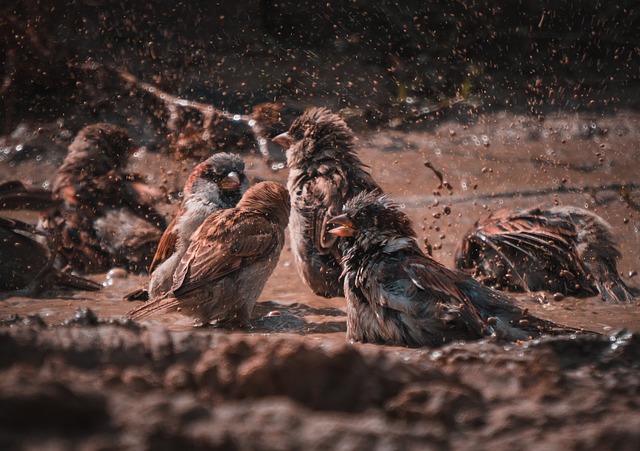 Bird bath with splashing sparrows mid-flight