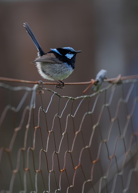Bird box attached to fence post
