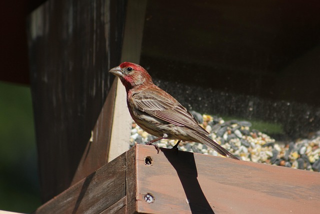 Bird feeder filled with peanuts outdoors