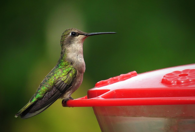 Bird feeder filled with peanuts outdoors
