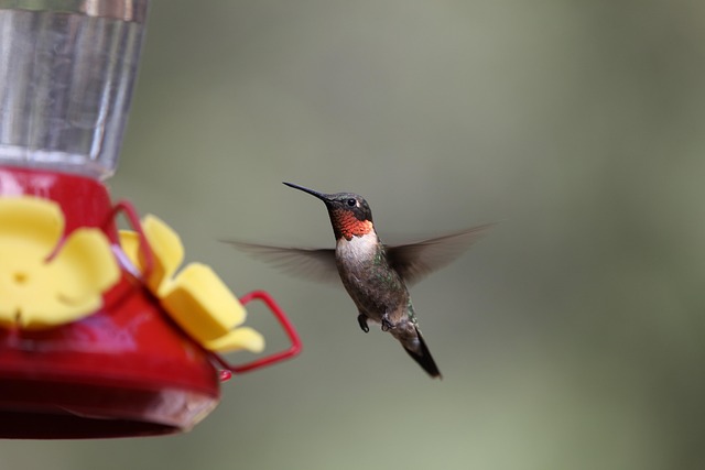 Bird feeder filled with peanuts outdoors