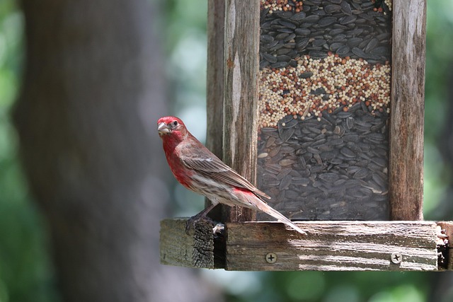 Bird feeder hanging with squirrel proof cage