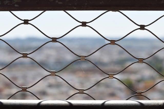Bird feeder protected by wire mesh