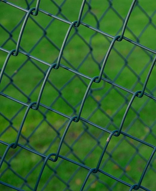 Bird feeder protected by wire mesh
