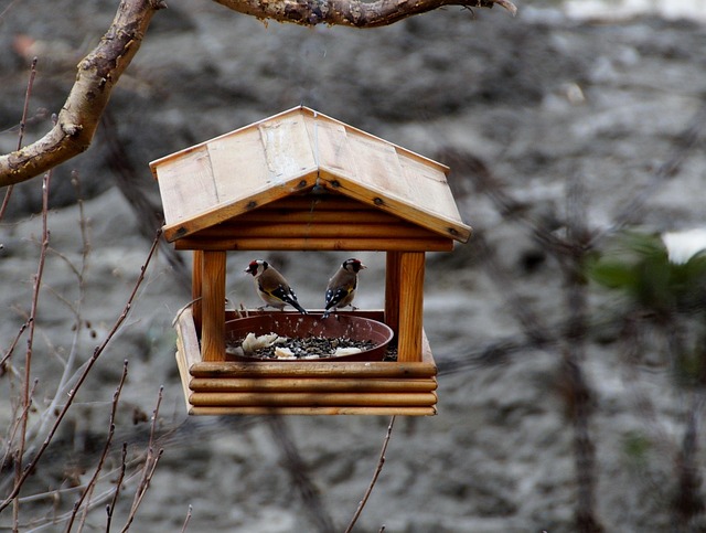 bird feeder station